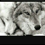 Profile Picture of Katelyn Curran🐾 (@k.curran) on Instagram