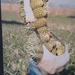 Profile Picture of Oscar Iturralde (@oscariturralde) on Instagram