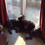 Profile Picture of Copper and Penny (@twodogsandblogs) on Instagram