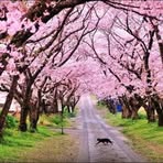 Profile Picture of Angelina Liu (@Angelina-Liu) on Facebook