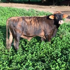 Profile Picture of Luis Jose Veiga (@LuisJoseveiga1) on Twitter