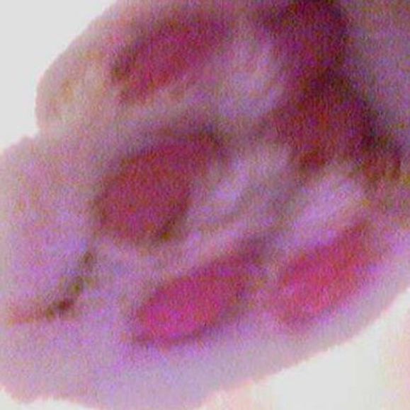 Profile Picture of Yoshiko Iwahashi (@beacatyoshi) on Poshmark