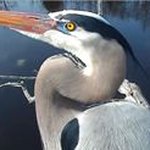 Profile Picture of Deborah Pendleton Hall (@deborahpendleton) on Instagram