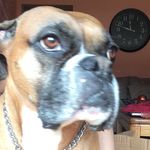 Profile Picture of Buster James Grzesiak (@buster.james.grzesiak) on Instagram