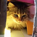 Profile Picture of Annaida Barola (@anninaba) on Instagram