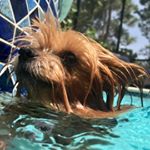 Profile Picture of Deanna Ireland (@rnyorkiemom) on Instagram