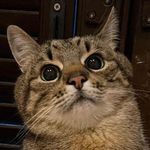 Profile Picture of Peter Pavlovic (@pavlovic7451) on Instagram