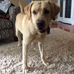 Profile Picture of Thomas Gullion (@thomas.gullion) on Instagram