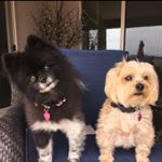 Profile Picture of Toby & Oliver (@toby_and_oliver_) on Instagram