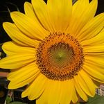 Profile Picture of Dawn Armstrong Lmt (@junobugfan) on Instagram