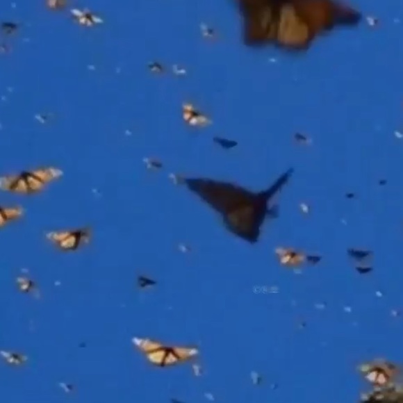 Profile Picture of Maya Szymczak (@maya3ll3) on Poshmark