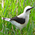 Profile Picture of Rubem Dornas (@rubem dornas) on Flickr