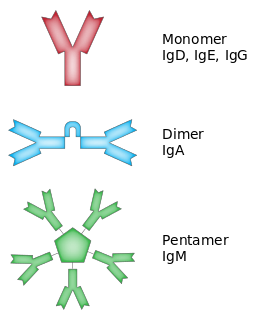 Profile Picture of Isotype (immunology) - Wikipediaon Wikipedia