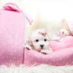 Profile Picture of Sharmane Solomon (@sharmanesolomonayurveda) on Instagram