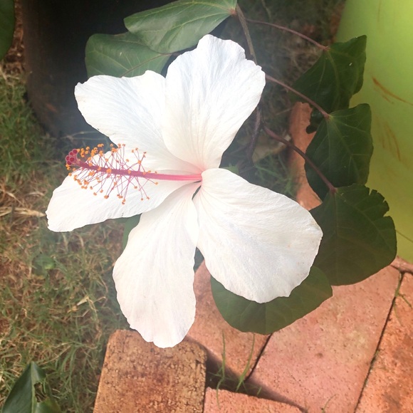 Profile Picture of Joyce Chiu (@jc910205) on Poshmark