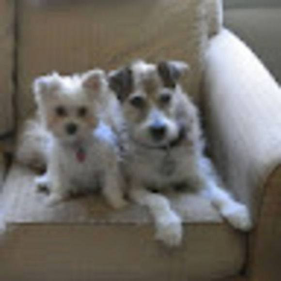 Profile Picture of Dawn Mello (@luvmutts65) on Poshmark