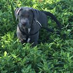 Duncan, Riley and Samson - Instagram Profile Picture of Duncan, Riley and Samson (@duncan_the_rescue_pup) on Instagram