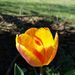 Profile Picture of Jeannie Pearson (@jennybean1337) on Pinterest
