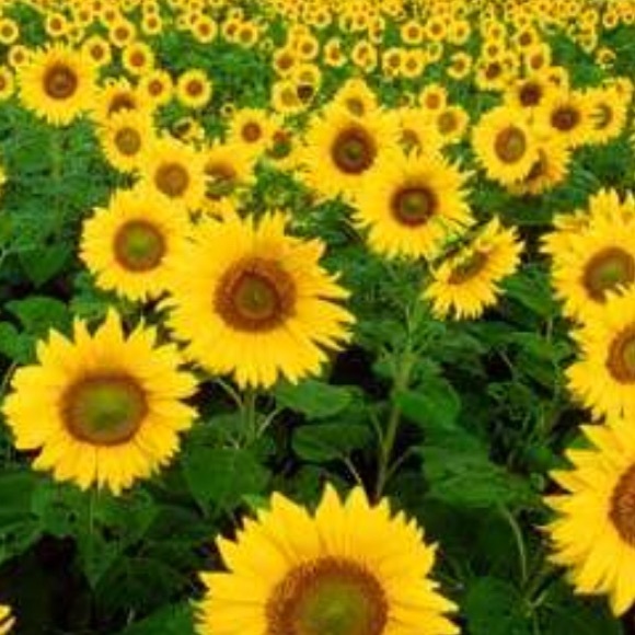 Profile Picture of Bailey Ratliff (@baileynicole42) on Poshmark