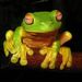 Profile Picture of Janet Coen (@treefrog2) on Pinterest