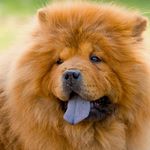 Profile Picture of Larry Mitchell (@chowchow.ins.gram) on Instagram