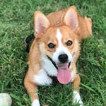 Profile Picture of Barry Allen Baker (@barry_thecorgi) on Instagram