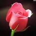Profile Picture of Peggy Wolfe (@peggy.wolfe.71216) on Facebook