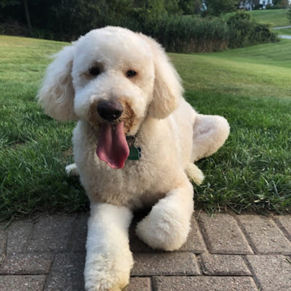 Profile Picture of Alex Dirubbo (@adirubbo45) on Poshmark