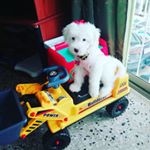 Profile Picture of Skylar Marie Duncan Mcfarlane (@skylarmarie_themaltipoo) on Instagram