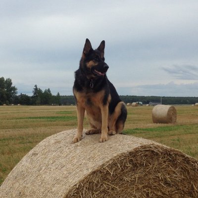 Profile Picture of Joe Moir (@JoeMoir2) on Twitter