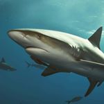 Profile Picture of Kim-Lucas heyder (@schmiddi339) on Instagram