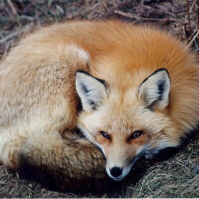 Profile Picture of Joseph Kachinsky (@jkachins) on Twitter