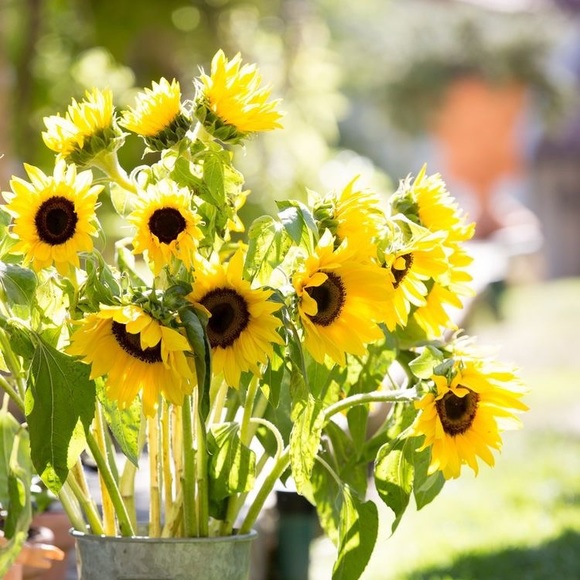 Profile Picture of Jeannette Collado (@marshmallowjen) on Poshmark