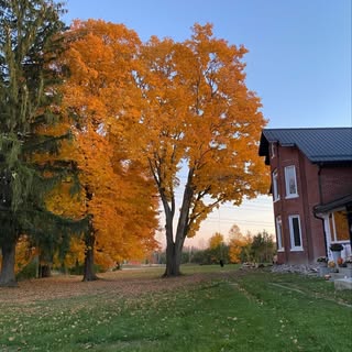 Profile Picture of mapleglen_ (@mapleglen_) on Instagram
