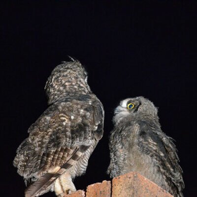 Profile Picture of Joanne Cheek (@Jo_Che) on Twitter