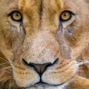 Profile Picture of Steve Kearney (@stevekearney5739) on Youtube