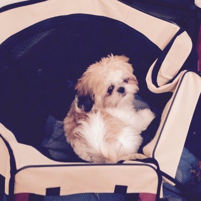 Profile Picture of Josh Bonacci (@kaspe1607) on Twitter