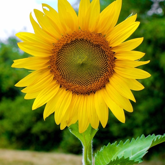 Profile Picture of Lea Jones (@dramblys12) on Poshmark