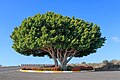 Profile Photo of Ficus microcarpaon Wikipedia