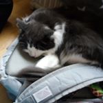 Profile Picture of Monica (@monscu_pets) on Instagram