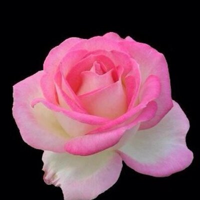 Profile Picture of Joyce Russell (@JoyceRussell4) on Twitter