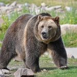 Profile Picture of Bear.Saunders (@bear.saunders) on Instagram