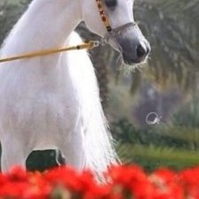 Profile Picture of فحل زبي مقوم24ساعه (@slusher_paula) on Twitter