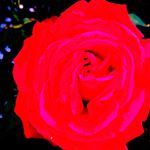 Grant Knox - Instagram Profile Picture of Grant Knox (@knoxgrant) on Instagram