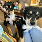 Profile Picture of Ollie and Clover (@olliejames_and_clovermarie) on Instagram