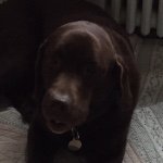 Profile Picture of Herbert Majanesen (@sillershund) on Instagram