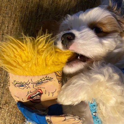 Profile Picture of Joel Jacobson (@JoelJacobson776) on Twitter