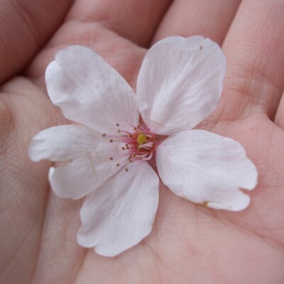 Profile Picture of ShuChia Hsu (@ShuChiaHsu) on Twitter