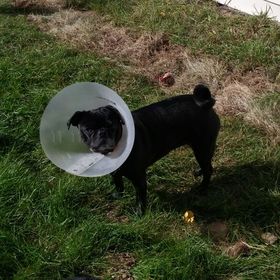 Profile Picture of Pamela Carroll (@inchy128) on Pinterest