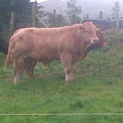 Profile Picture of Gavin Gallagher (@GavinGallaghe14) on Twitter